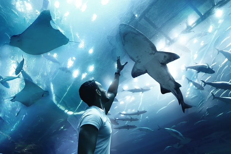 Incredible Aquatic Species You Can Spot at Dubai Aquarium